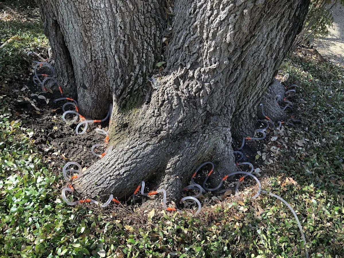 Detailed Tree Cabling and Bracing job site in Concrete