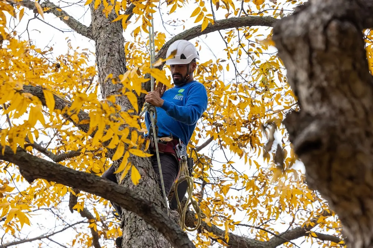 Skilled Tree Planting crew working in Concrete